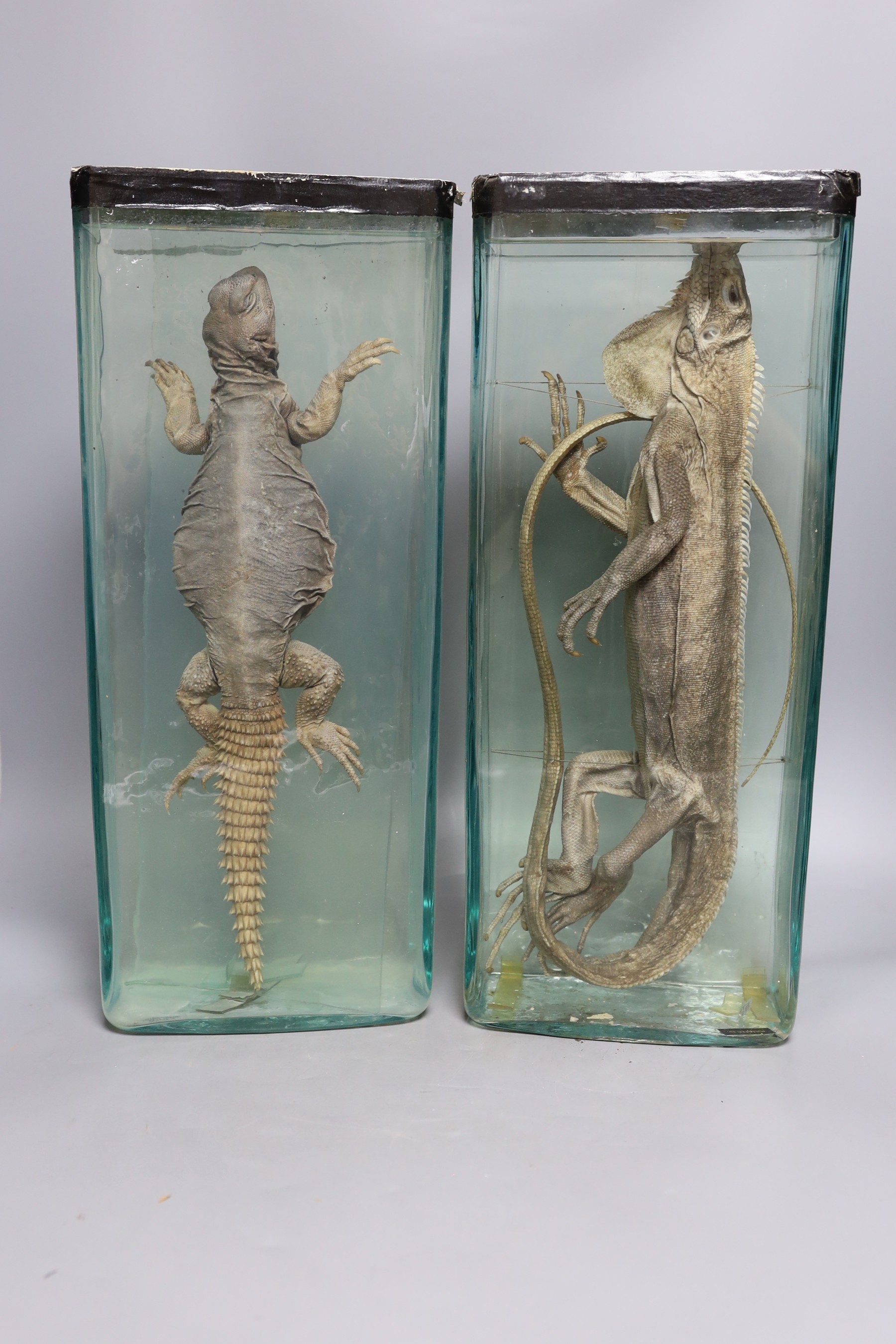 Wet specimens – an iguana and a bearded dragon in slab shaped glass jars, 46 cm high